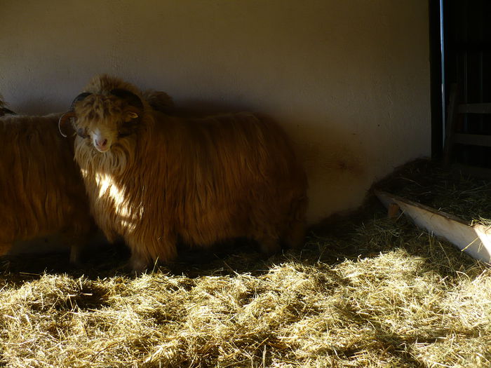 P1030469 - Turcane de Alba - Bale de Sugag