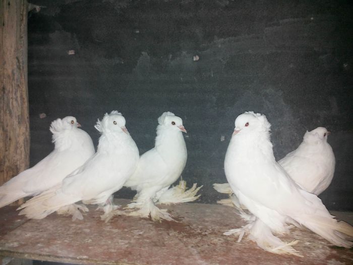 pui din decembrie 2014; pui din decembrie 2014
