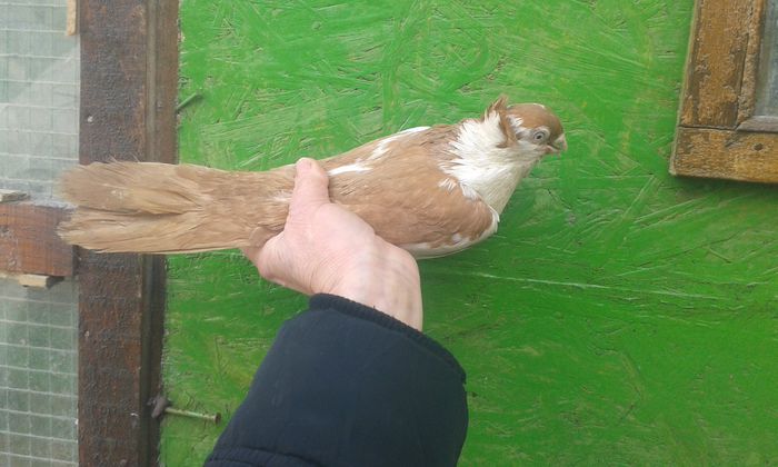 F 2011 - Galateni galbeni - rosii