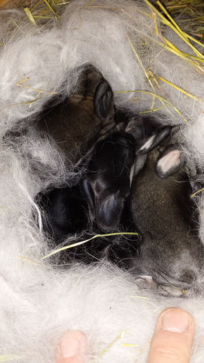 6 pui.tatal-m1 chinchila