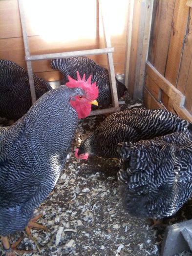 IMG_20150215_090258 - PLYMOUTH ROCK-BARAT 2014-2015