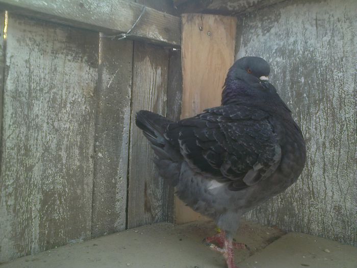 Imag 013127 - Kingi