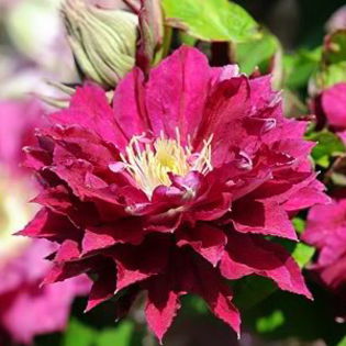 CLEMATIS RED STAR