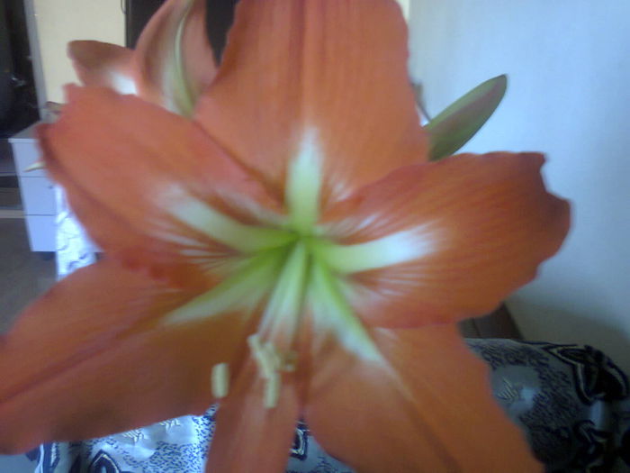 Excursie3357 - HIPPEASTRUM