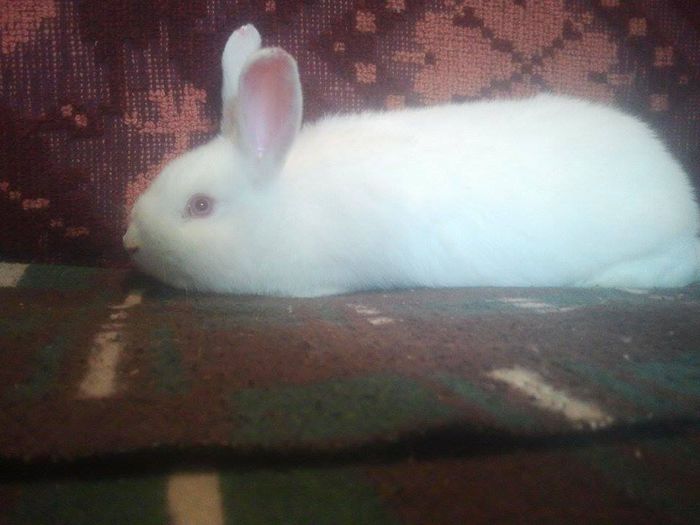 10984667_773107002785479_1429460345_n