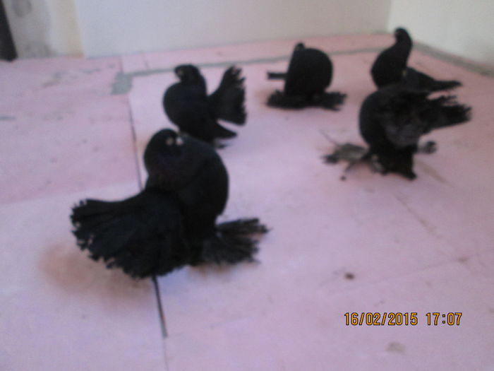pozei noi 2015 046 - porumbei  rostowi  negri