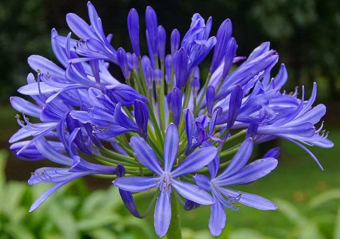 Agapanthus-flowers - ao-alte seminte rare