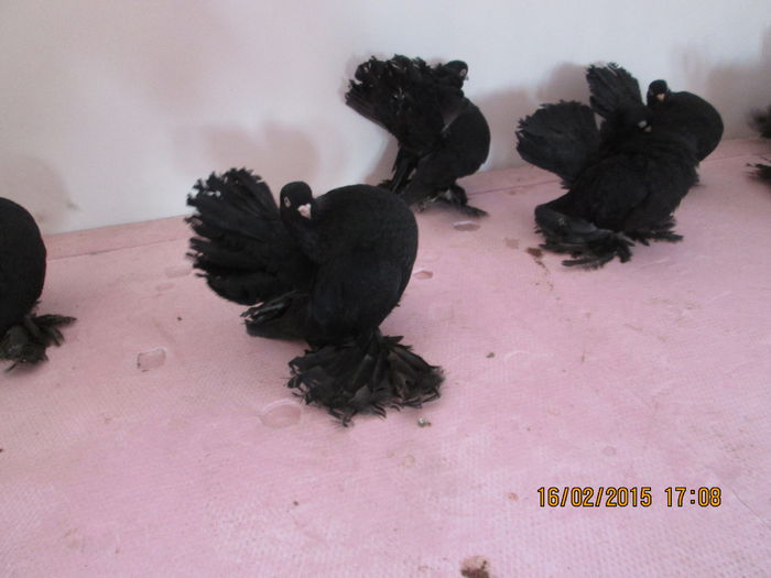 pozei noi 2015 055 - porumbei  rostowi  negri