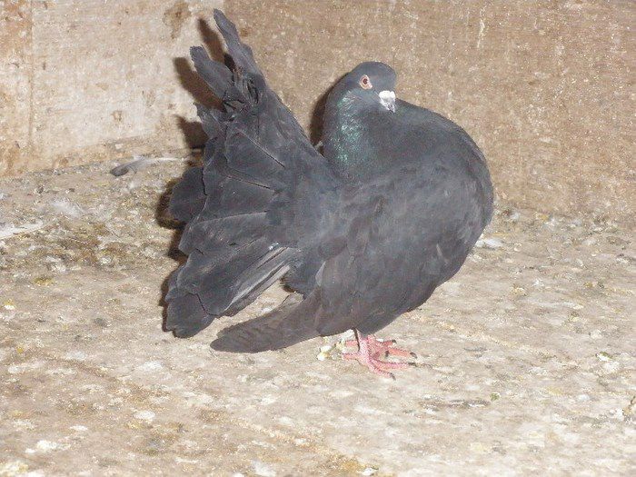 vandut lui Butnariu Vladut