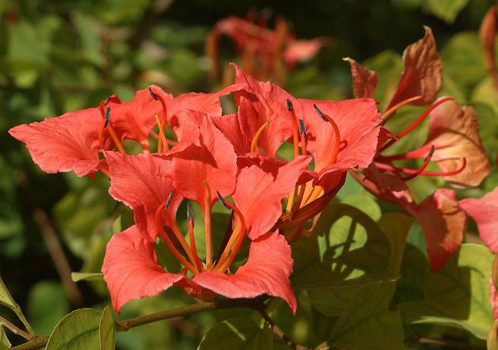 Bauhinia-galpinii