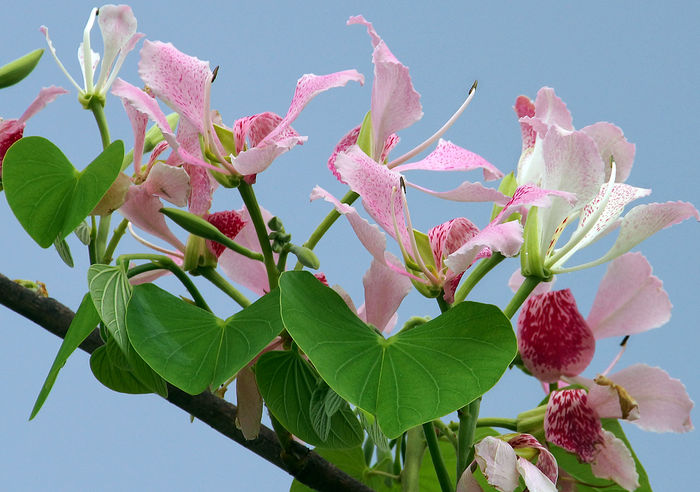 Bauhinia-monandra