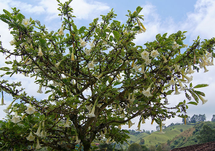 Brugmansia-Copac