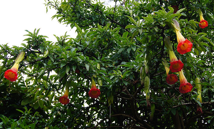 brugmansia sanguinea