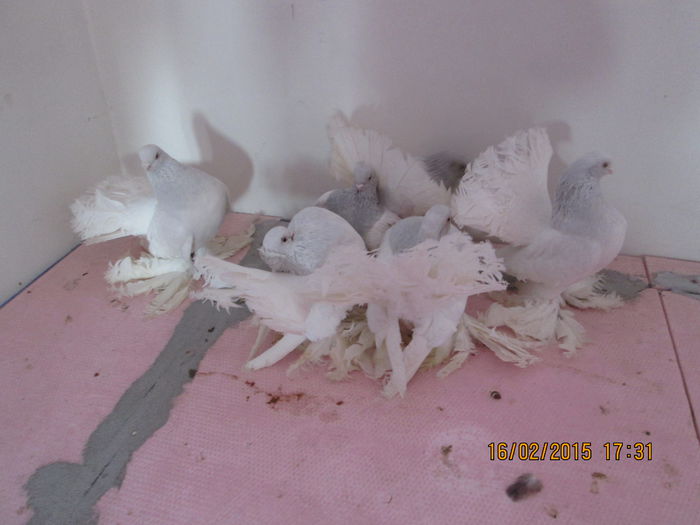 pozei noi 2015 079 - porumbei rostowi arginti