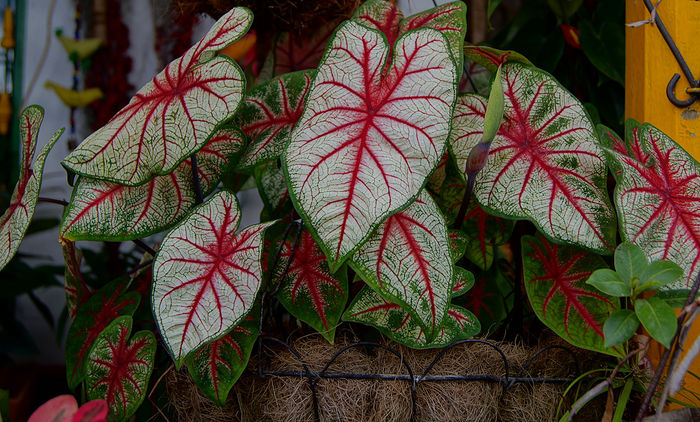 Caladium