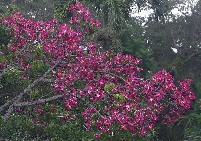 Ceiba-speciosa