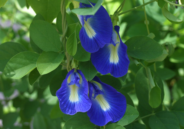 Clitoria