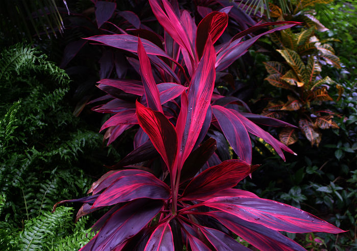 Cordyline-fruticosa
