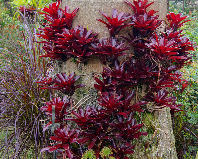 Neoregelia