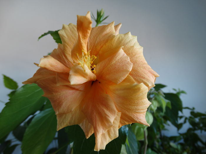 DSC01241 - Hibiscus