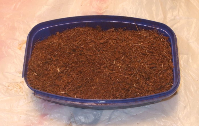6 Asa au stat tuberculii peste iarna