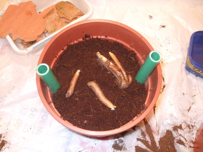 11 Plantare tuberculi in Cocopeat 