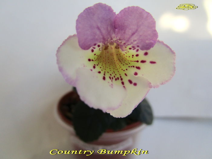 Country Bumpkin (18-02-2015) - Sinningii 2015