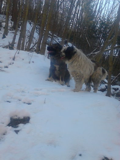 IMG_20150214_125728 - ciobanesc mioritic