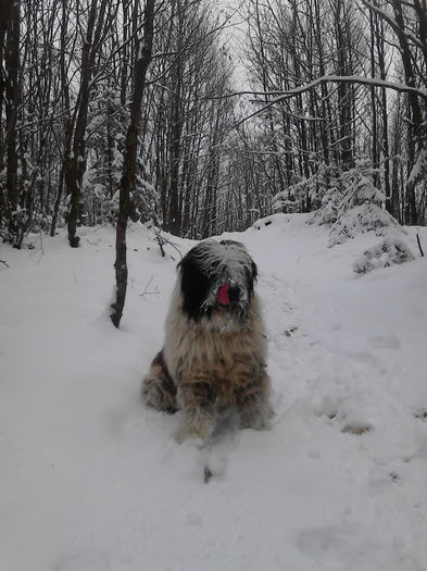 IMG_20150208_140617 - ciobanesc mioritic