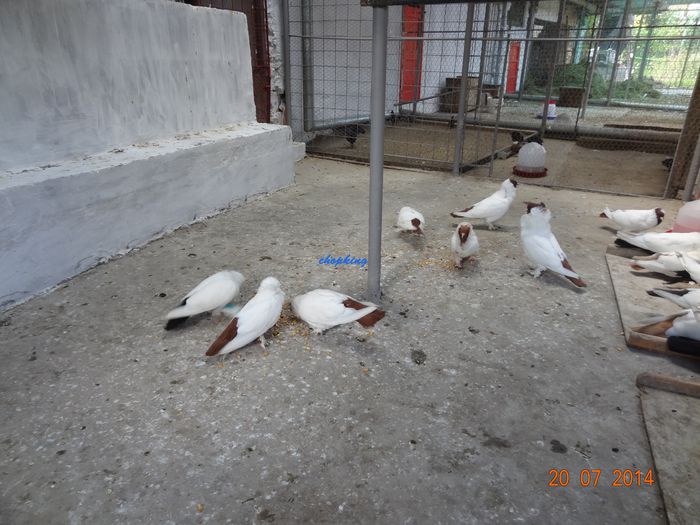 DSC00250