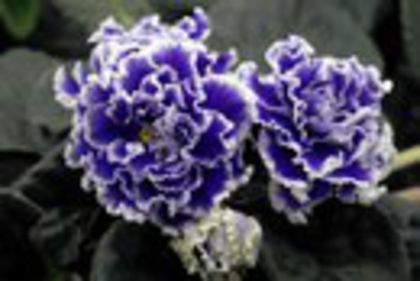 Rs Viscont,  l-am pierdut :(