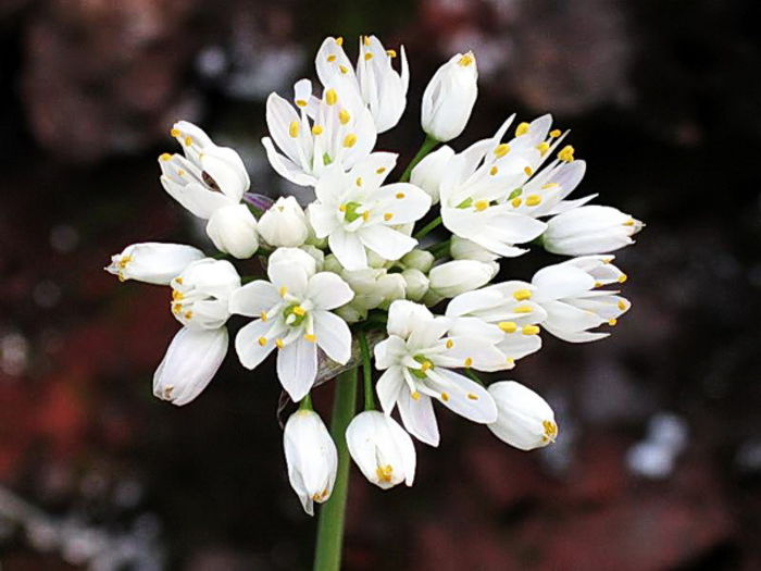 Bulbi Allium Neapolitanum (Ceapa decorativa) - Bulbi Flori Primavara 2015