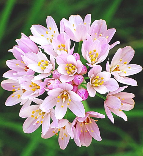 Bulbi Allium Roseum (Ceapa decorativa) - Bulbi Flori Primavara 2015