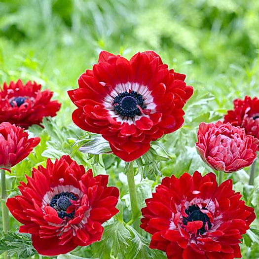 Bulbi Anemone Governor; Plantarea se face in perioada martie-aprilie. Va inflori in perioada aprilie-mai. Prefera locurile insorite, dar se descurca si in cele semiumbrite. Inaltimea maxima 20-30 cm. Stoc epuizat!
