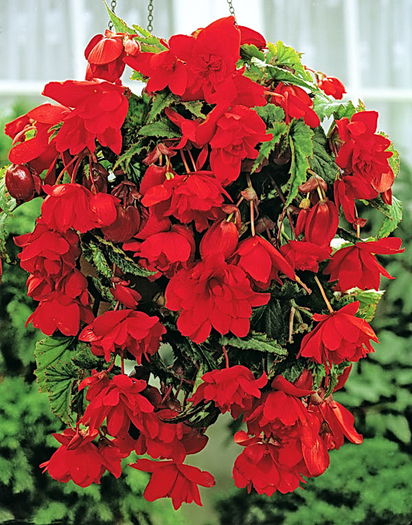 Bulbi Begonia Curgatoare Rosie; Plantarea se face in perioada martie-aprilie. Va inflori in perioada iun.-oct. Prefera locurile insorite, dar se descurca si in cele semiumbrite. Inaltimea maxima 20-30 cm. Stoc epuizat!
