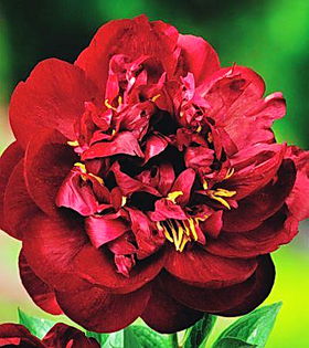 Bulbi Bujor Madame Gaudichau (Paeonia); Plantarea se face in perioada martie-aprilie. Va inflori in perioada aprilie-mai. Prefera locurile insorite, dar se descurca si in cele semiumbrite. Inaltimea maxima 60-90 cm. Stoc epuizat!
