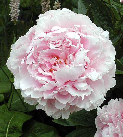 Bulbi Bujor Sarah Bernhardt (Paeonia) - Bulbi Flori Primavara 2015