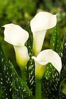 Bulbi Cala Albertville (Zantedeschia); Plantarea se face in perioada martie-aprilie. Va inflori in perioada iunie-august. Prefera locurile insorite, dar se descurca si in cele semiumbrite. Inaltimea maxima 40-60 cm. Stoc epuizat!
