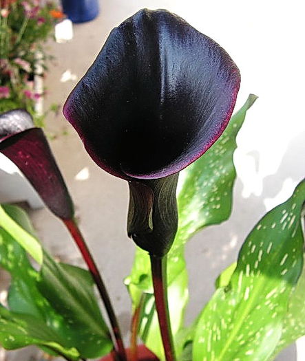 Bulbi Cala Schwarzwalder (Zantedeschia); Plantarea se face in perioada martie-aprilie. Va inflori in perioada iunie-august. Prefera locurile insorite, dar se descurca si in cele semiumbrite. Inaltimea maxima 40-60 cm. Stoc epuizat!
