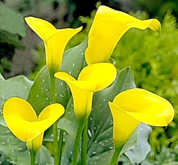 Bulbi Cala Golden Star (Zantedeschia); Plantarea se face in perioada martie-aprilie. Va inflori in perioada iunie-august. Prefera locurile insorite, dar se descurca si in cele semiumbrite. Inaltimea maxima 40-60 cm. Stoc epuizat!
