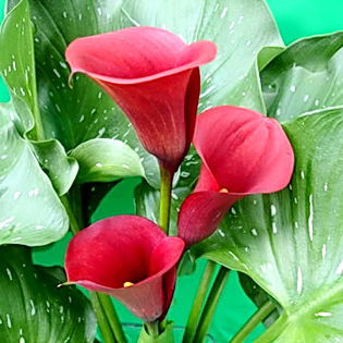 Bulbi Cala Red Pulse (Zantedeschia); Plantarea se face in perioada martie-aprilie. Va inflori in perioada iunie-august. Prefera locurile insorite, dar se descurca si in cele semiumbrite. Inaltimea maxima 40-60 cm. Stoc epuizat!
