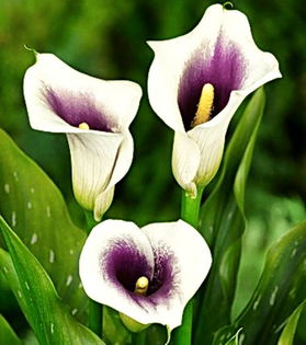 Bulbi Cala Picasso (Zantedeschia); Plantarea se face in perioada martie-aprilie. Va inflori in perioada iunie-august. Prefera locurile insorite, dar se descurca si in cele semiumbrite. Inaltimea maxima 40-60 cm. Stoc epuizat!
