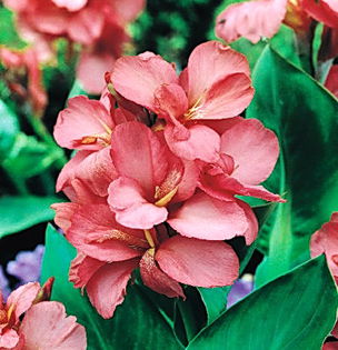 Bulbi Canna Orchid; Plantarea se face in perioada martie-aprilie. Va inflori in perioada iunie-septembrie. Prefera locurile insorite. Inaltimea maxima 100-120 cm. Stoc epuizat!
