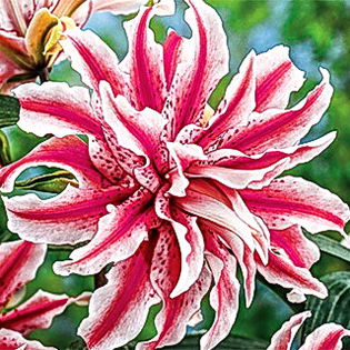 Bulbi Crin Magic Star (Lilium); Plantarea se face in perioada martie-aprilie. Va inflori in perioada iunie-august. Prefera locurile insorite sau semiumbrite. Inaltimea maxima 70-90 cm. Stoc epuizat!
