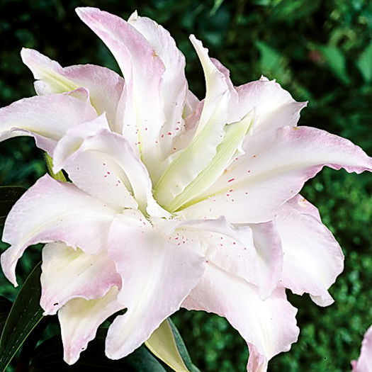 Bulbi Crin Spring Pink (Lilium); Plantarea se face in perioada martie-aprilie. Va inflori in perioada iunie-august. Prefera locurile insorite sau semiumbrite. Inaltimea maxima 70-90 cm. Stoc epuizat!
