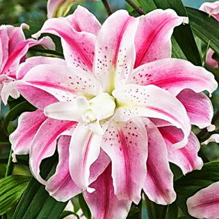 Bulbi Crin Sweet Rosy (Lilium); Plantarea se face in perioada martie-aprilie. Va inflori in perioada iunie-august. Prefera locurile insorite sau semiumbrite. Inaltimea maxima 70-90 cm. Stoc epuizat!
