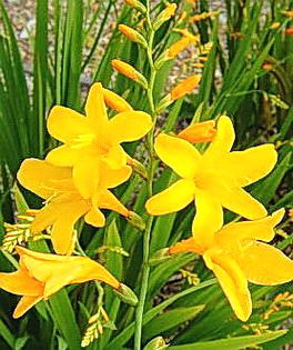 Bulbi Crocosmia George Davidson; Plantarea se face in perioada martie-aprilie. Va inflori in perioada iulie-septembrie. Prefera locurile insorite sau semiumbrite. Inaltimea maxima 60-90 cm. Stoc epuizat!
