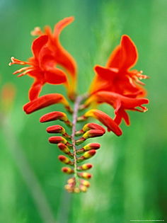 Bulbi Crocosmia Lucifer; Plantarea se face in perioada martie-aprilie. Va inflori in perioada iulie-septembrie. Prefera locurile insorite sau semiumbrite. Inaltimea maxima 60-90 cm. Stoc epuizat!
