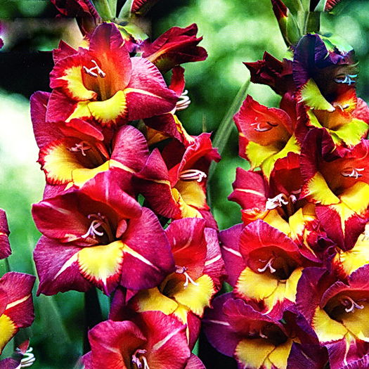 Bulbi Gladiole Brescia - Bulbi Flori Primavara 2015