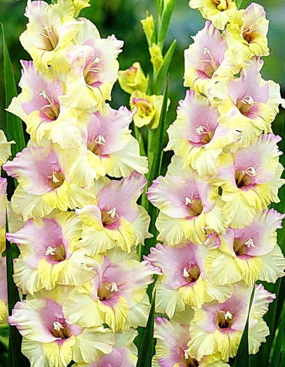 Bulbi Gladiole Mon Amour - Bulbi Flori Primavara 2015